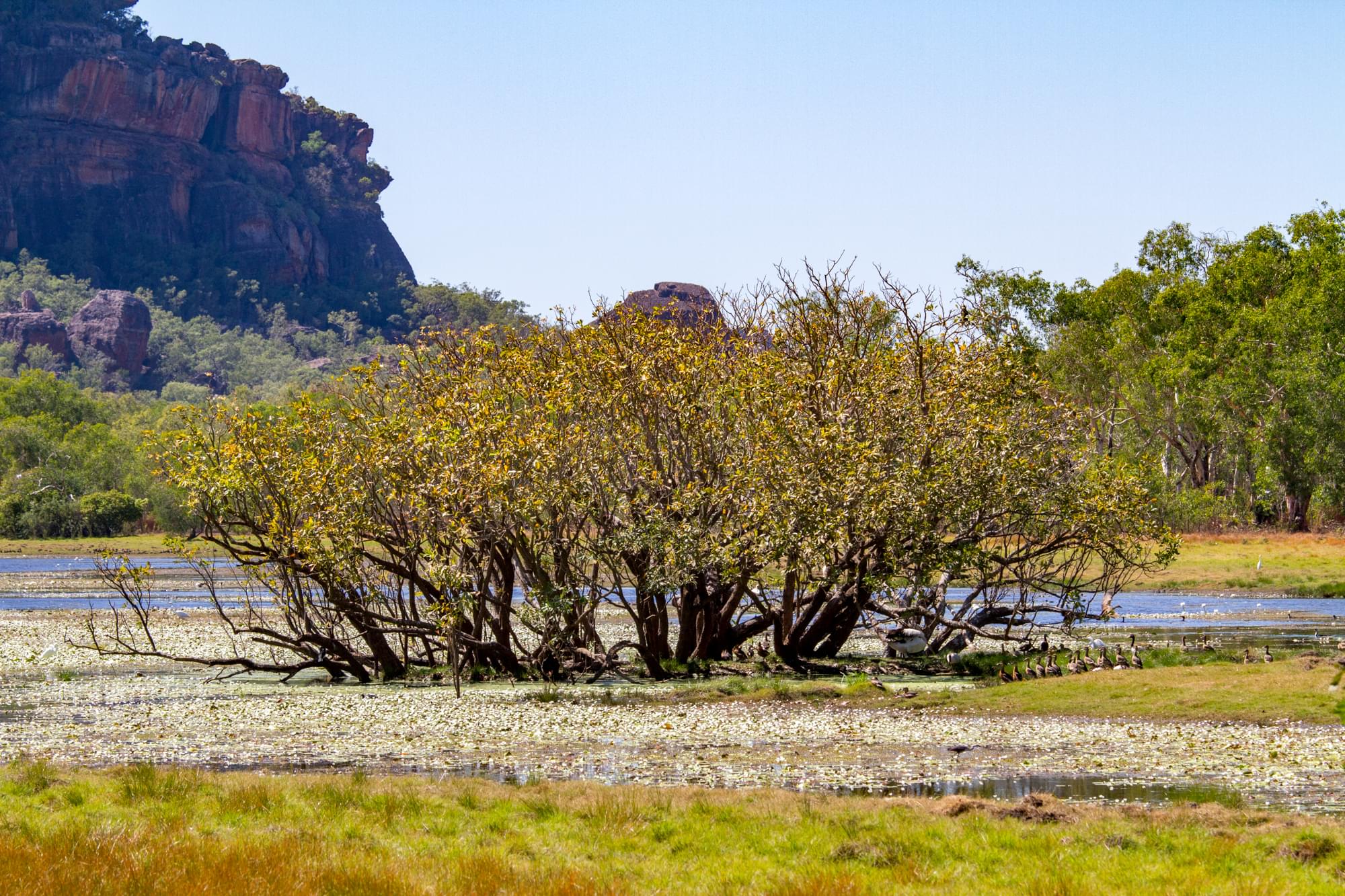 15_20150810   AUS 383   Darwin e Parchi